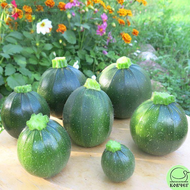 Кабачок Оникс (8)_1 2024г. Семена кабачка Оникс