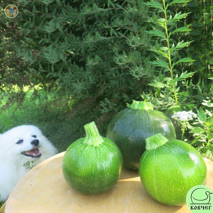 Кабачок Оникс кустовой_1 2024г. Семена кабачка Оникс