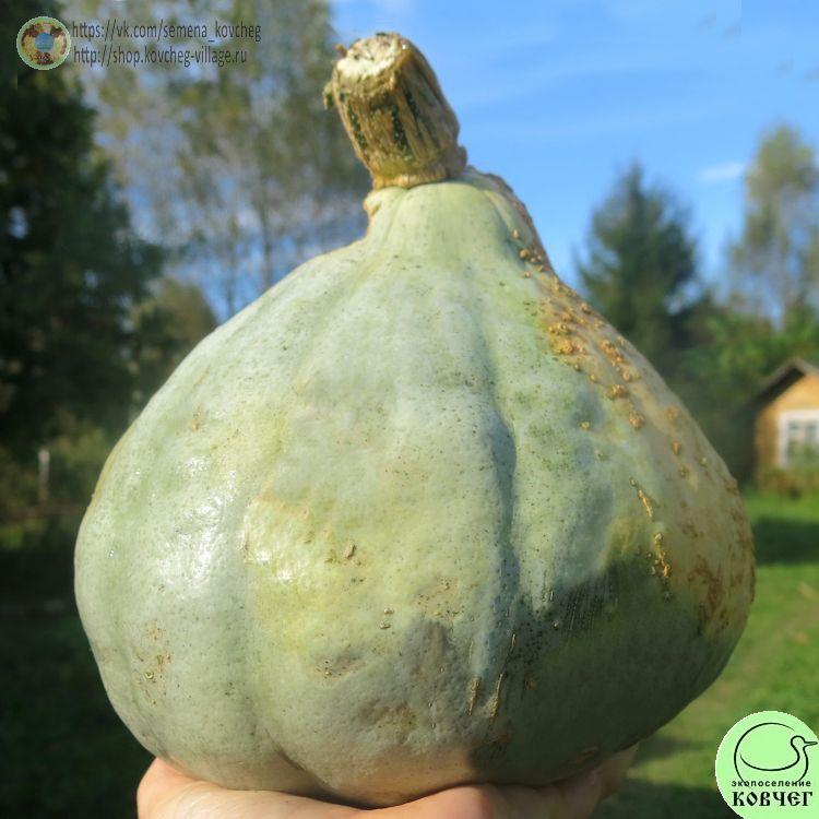 Т30. Серебряный колокольчик_1 2024г. Семена тыквы Серебряный колокольчик