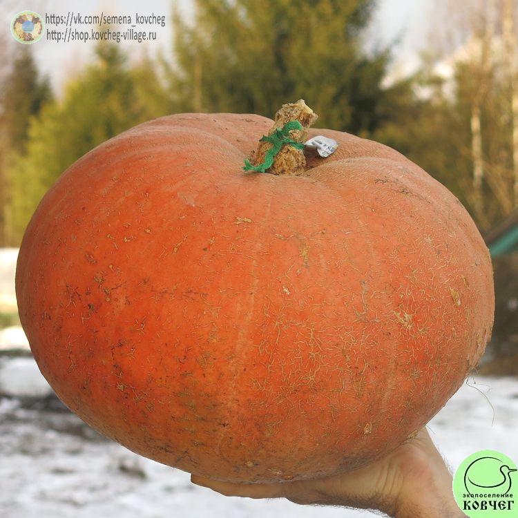 т21. Красные глаза (4)_1 2024г. Семена тыквы Красные глаза