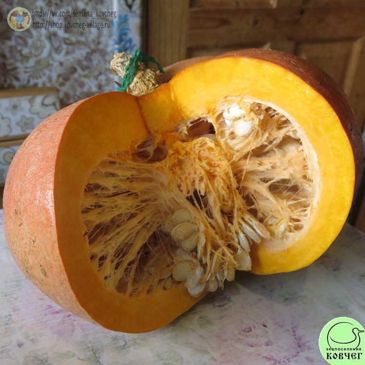 т21. Красные глаза (6)_1 2024г. Семена тыквы Красные глаза