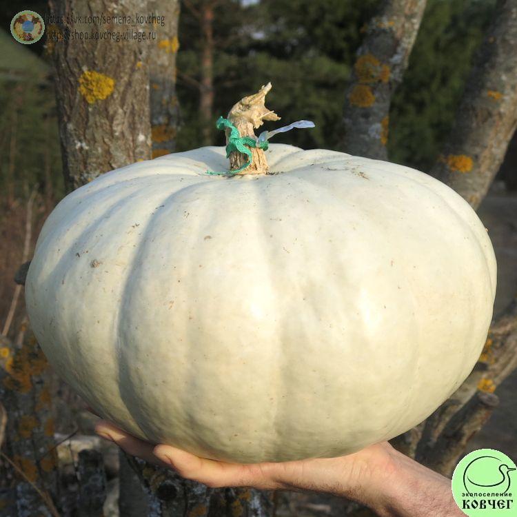 т5. Белый бор (13)_1 2024г. Семена тыквы Белый бор