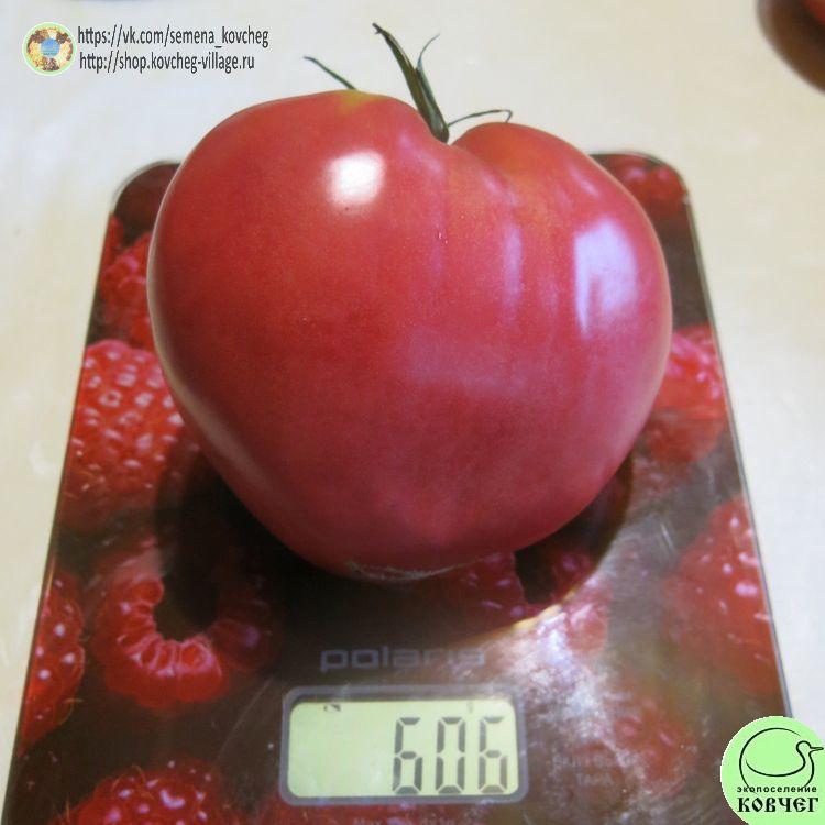 13. Коловый (15)_1 2025г. Семена томата Коловый