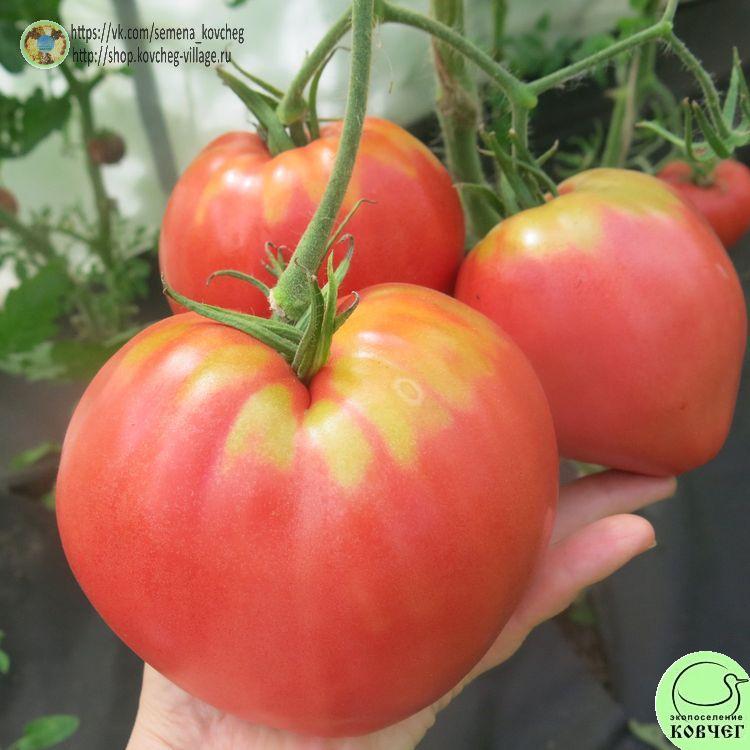 13. Коловый (2)_1 2025г. Семена томата Коловый