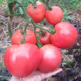 2025г. Семена томата Коловый