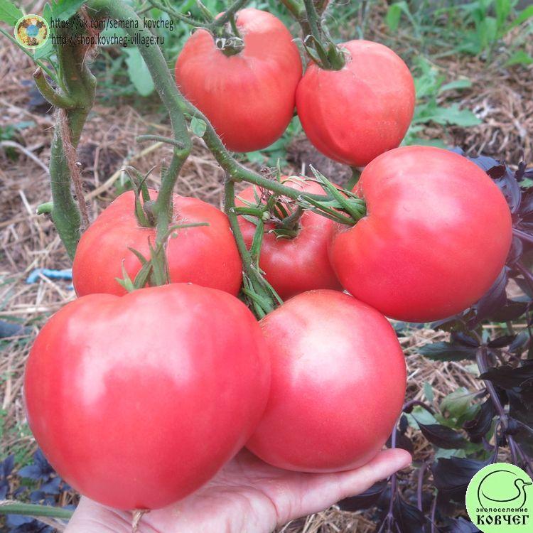 13. Коловый (31)_1 2025г. Семена томата Коловый