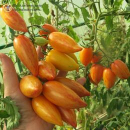 2025г. Семена томата Сладкий крем