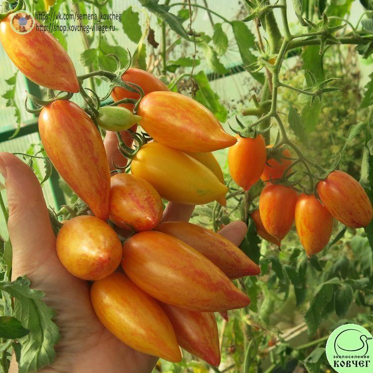 34. Сладкий крем (18)_1 2025г. Семена томата Сладкий крем