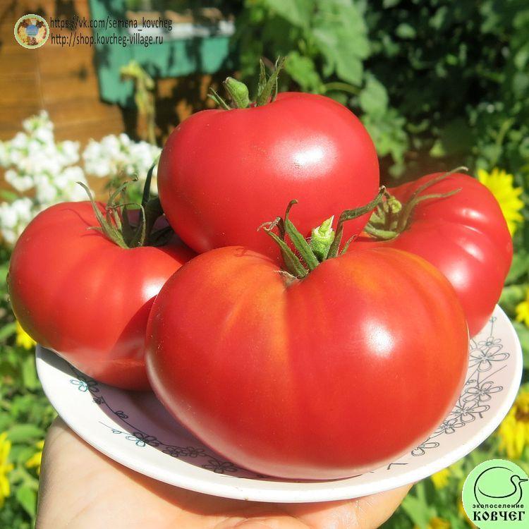 37. Хулоури из Аджарии (13)_1 2025г. Семена томата Хулоури из Аджарии