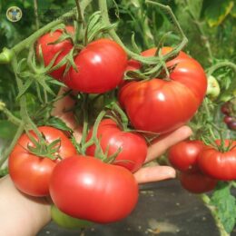 2025г. Семена томата Хулоури из Аджарии