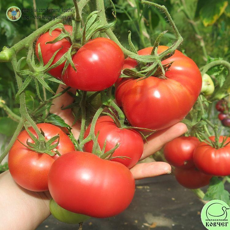 37. Хулоури из Аджарии (2)_1 2025г. Семена томата Хулоури из Аджарии