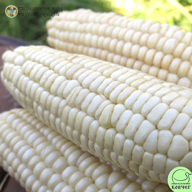 Кукуруза Белый гигант (12)_1 2025г. Семена кукурузы сахарной Белый гигант