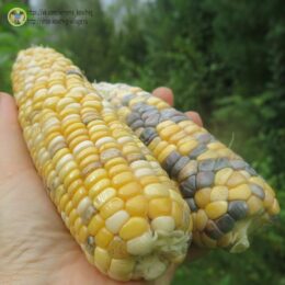 2025г. Семена кукурузы сахарной Палитра