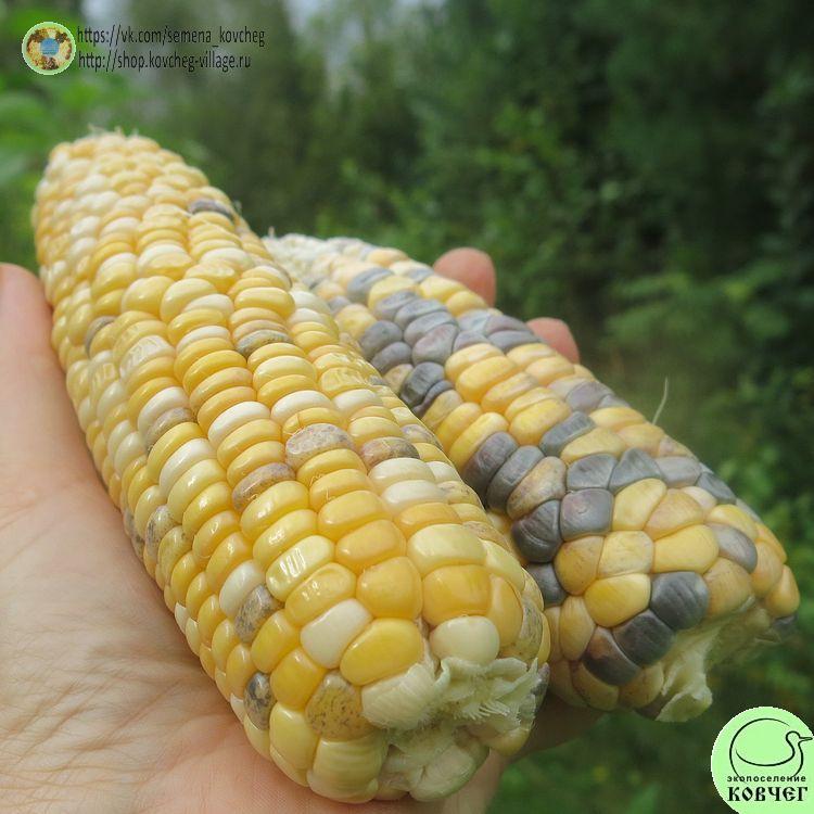 Кукуруза Палитра (3)_1 2025г. Семена кукурузы сахарной Палитра