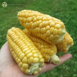 2025г. Семена кукурузы сахарной Северянка оранжевая