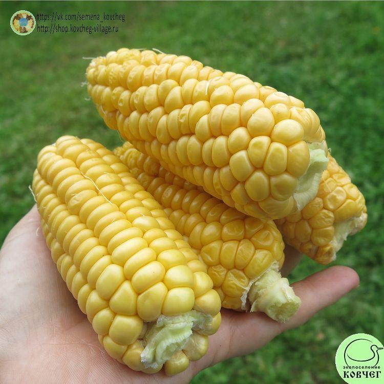 Кукуруза Северянка оранжевая (4)_1 2025г. Семена кукурузы сахарной Северянка оранжевая