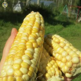 2025г. Семена кукурузы сахарной Смоленский деликатес