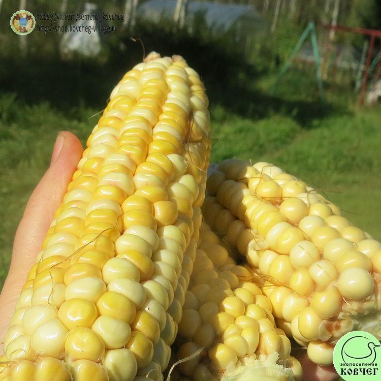 Кукуруза Смоленский деликатес (3)_1 2025г. Семена кукурузы сахарной Смоленский деликатес