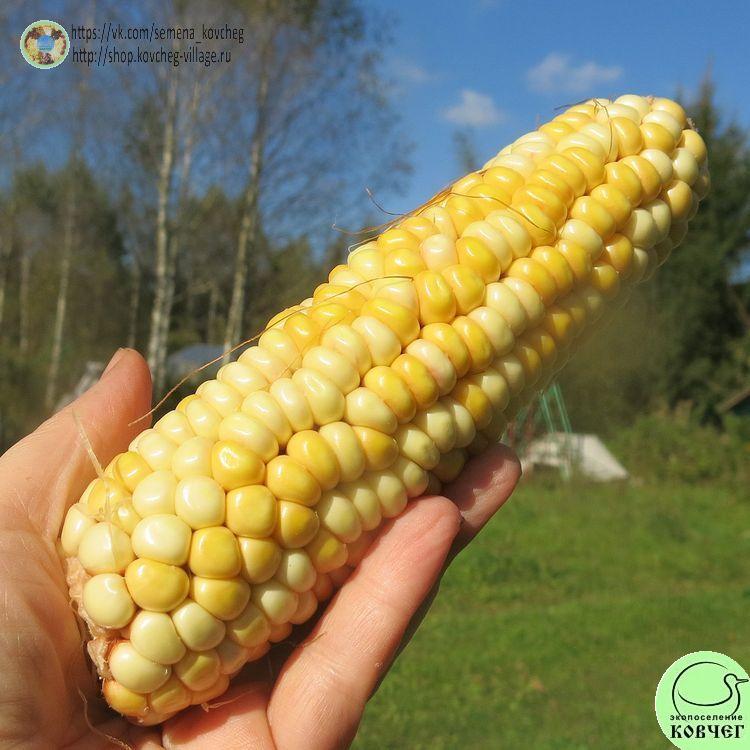 Кукуруза Смоленский деликатес_1 2025г. Семена кукурузы сахарной Смоленский деликатес