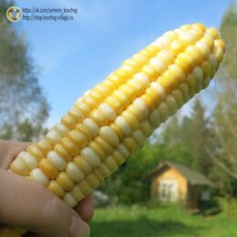 2025г. Семена кукурузы сахарной Экстремал