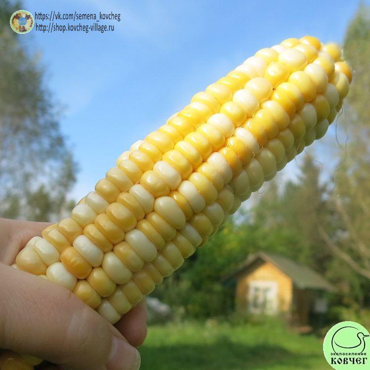 Кукуруза Экстремал (4)_1 2025г. Семена кукурузы сахарной Экстремал