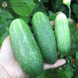 2025г. Семена огурца Холод-25