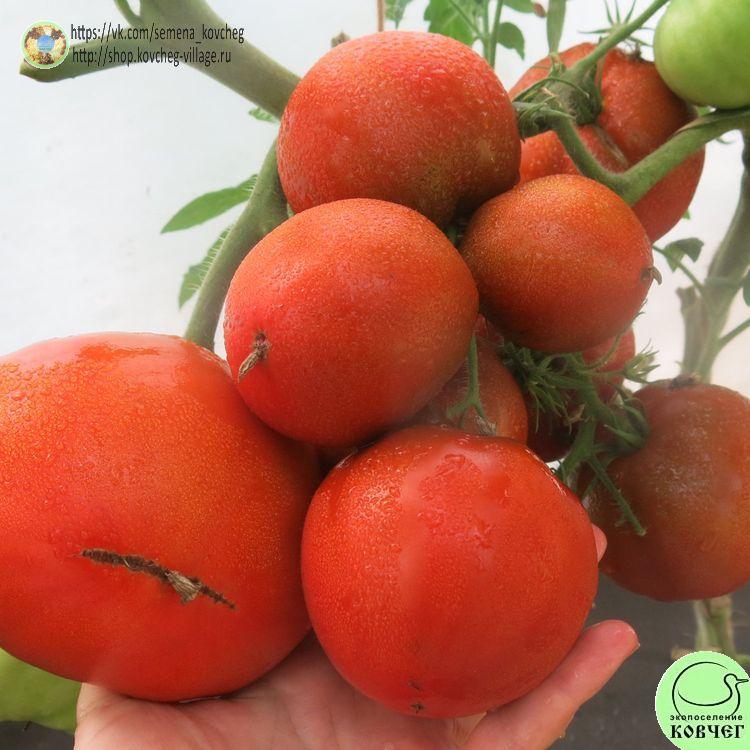 г1. Бабушкин шоколад (12) 2025г. Семена томата Гном Бабушкин шоколад