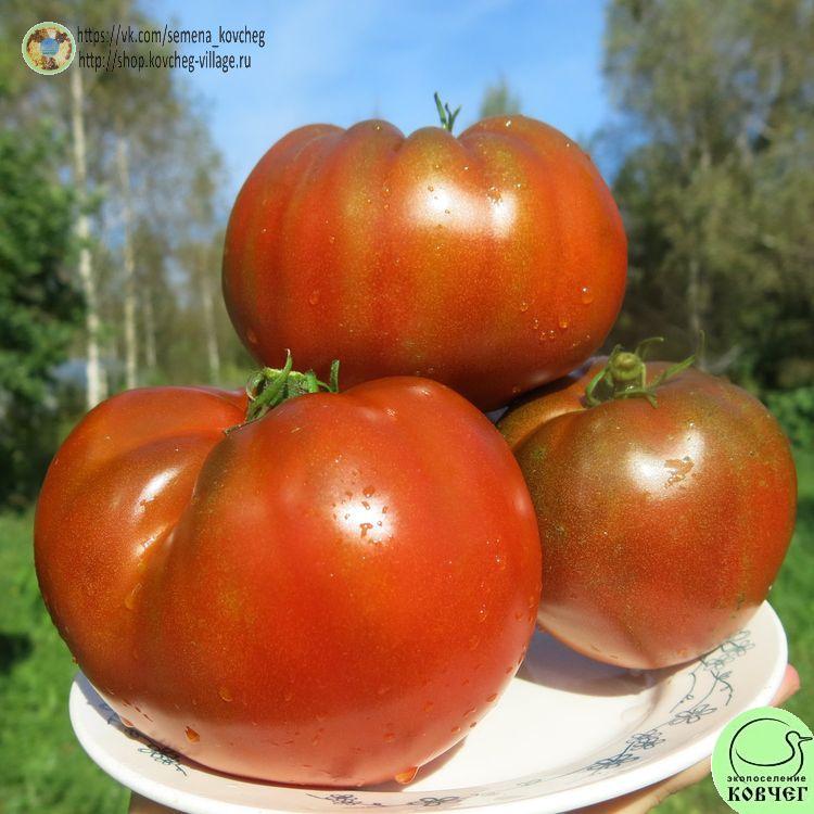 г1. Бабушкин шоколад (16) 2025г. Семена томата Гном Бабушкин шоколад