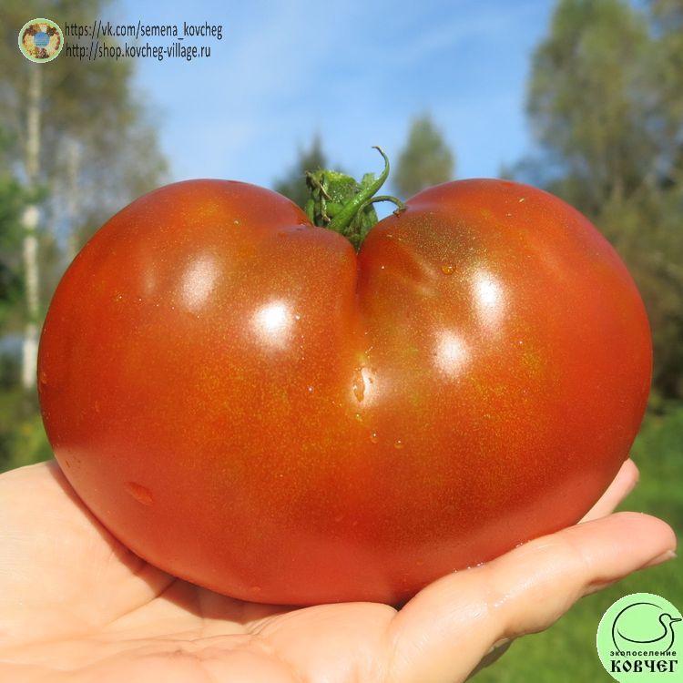 г1. Бабушкин шоколад (18) 2025г. Семена томата Гном Бабушкин шоколад