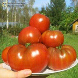 2025г. Семена томата Гном Бабушкин шоколад