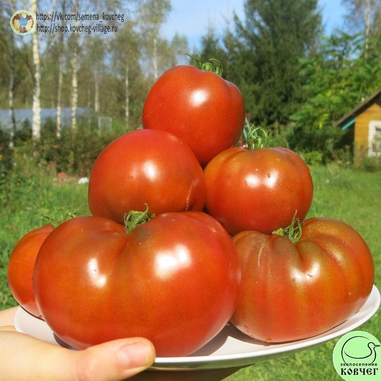 г1. Бабушкин шоколад (22) 2025г. Семена томата Гном Бабушкин шоколад