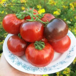 2025г. Семена томата Гном Полосатый анто