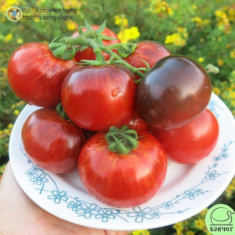 г10. ПОЛОСАТЫЙ АНТО (20) 2025г. Семена томата Гном Полосатый анто