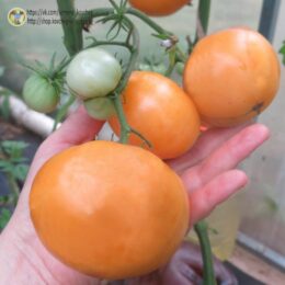 2025г. Семена томата Гном Совершенная гармония