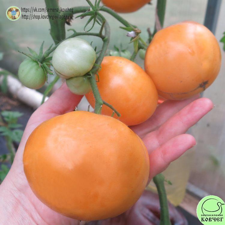 г11. Совершенная гармония (3) 2025г. Семена томата Гном Совершенная гармония