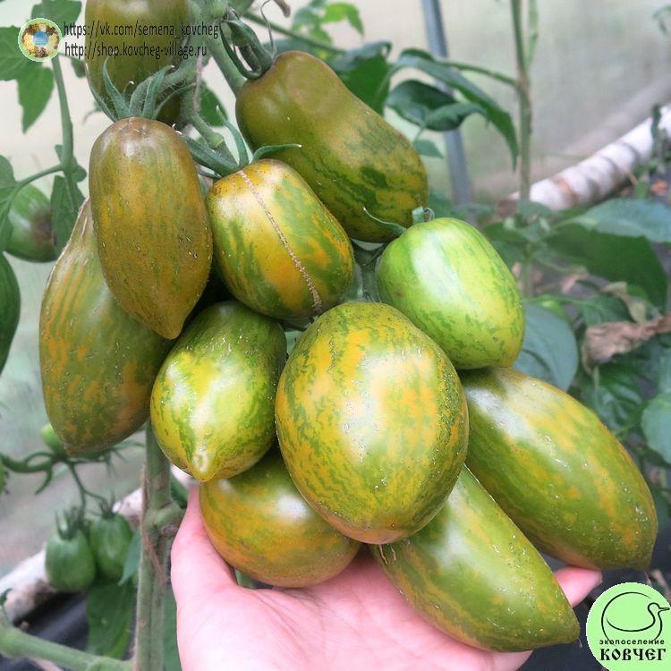 г5. Дерзкая Машка (3) 2025г. Семена томата Гном Дерзкая Машка