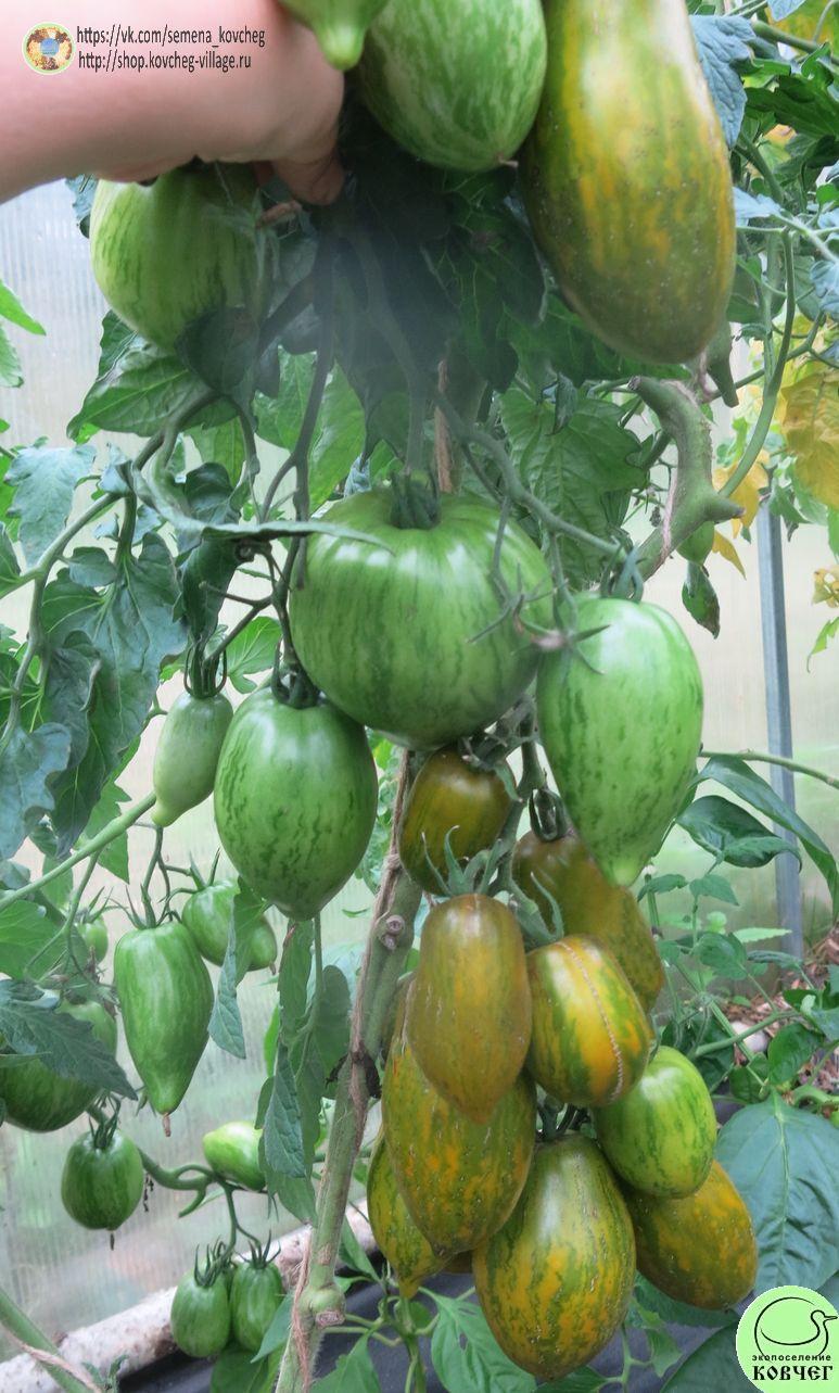 г5. Дерзкая Машка (4) 2025г. Семена томата Гном Дерзкая Машка