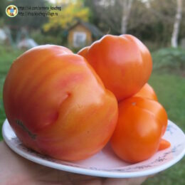 2025г. Семена томата Гном Кейти