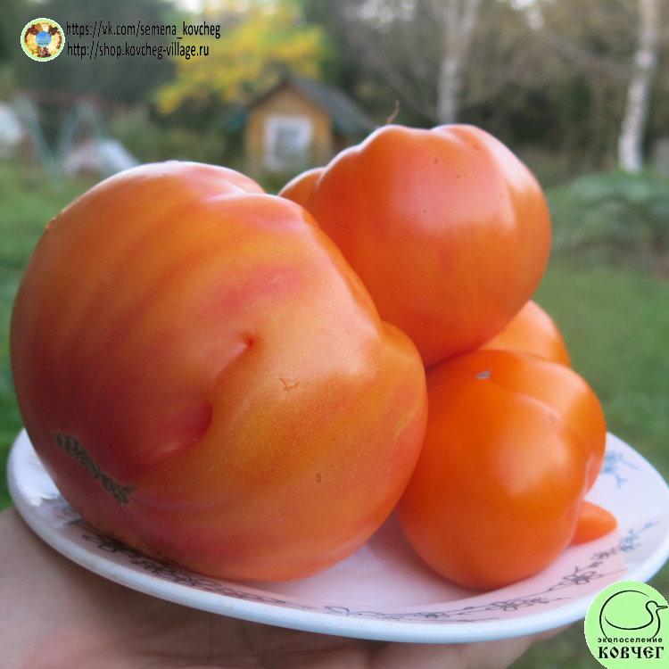 г6. КЕЙТИ (2) 2025г. Семена томата Гном Кейти