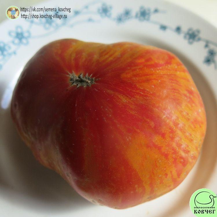 г7. Красота Сьюзи (2) 2025г. Семена томата Гном Красота Сьюзи