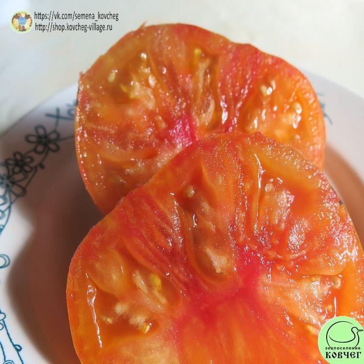 г7. Красота Сьюзи (3) 2025г. Семена томата Гном Красота Сьюзи