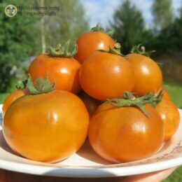 2025г. Семена томата Гном Патч для души