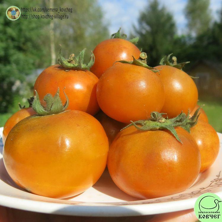 г9. ПАТЧ ДЛЯ ДУШИ (23) 2025г. Семена томата Гном Патч для души