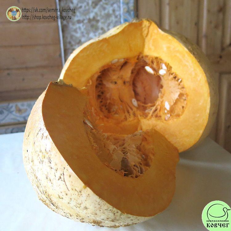 т17. Изящный Еусинес (6)_1 2025г. Семена тыквы Бородавчатая из Эйзина