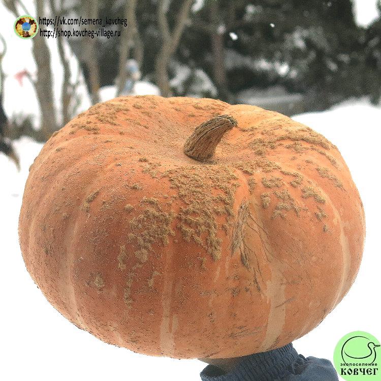 т17. Изящный Еусинес Бородавчатая из Эйзина 2025г. Семена тыквы Бородавчатая из Эйзина